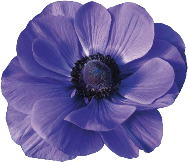Anemones - Anemone Flower Png Clipart (827x827), Png Download