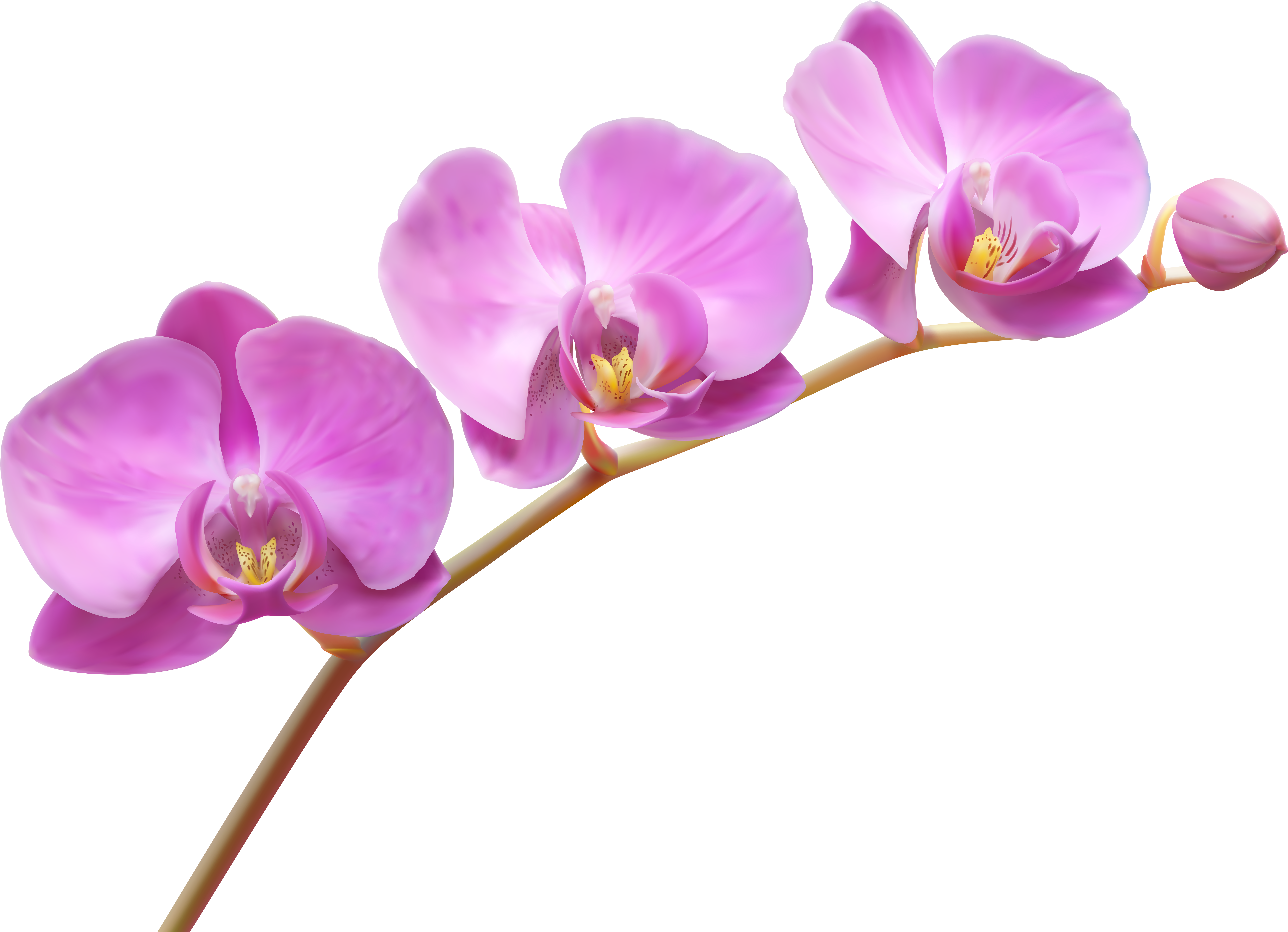 Orchids Transparent Png Clip Art Image - Translucent Flower Transparent Background (8000x5763), Png Download