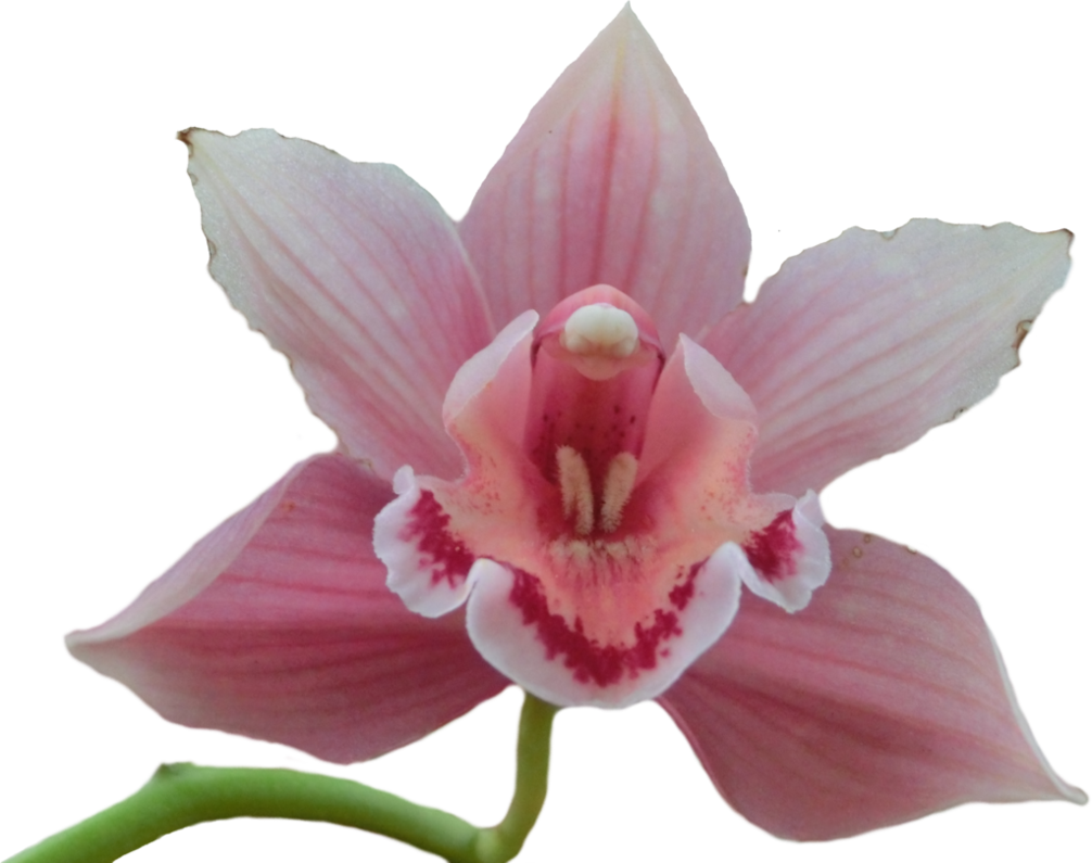 Pink Orchid Png - Png Orchid Clipart (1006x795), Png Download
