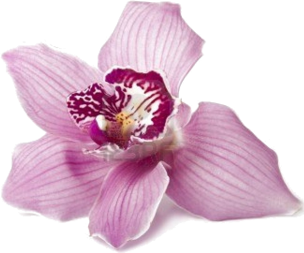 Orchid Suburbia Chs Ltd Clipart (975x811), Png Download