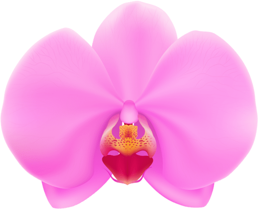 Free Png Download Pink Orchid Png Png Images Background - Orchid Flower Vector Png Clipart (850x690), Png Download