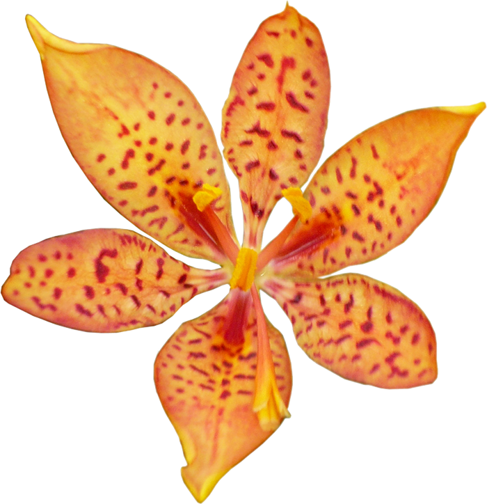 Orchid Clipart Orange - Blackberry Lily - Png Download (700x724), Png Download