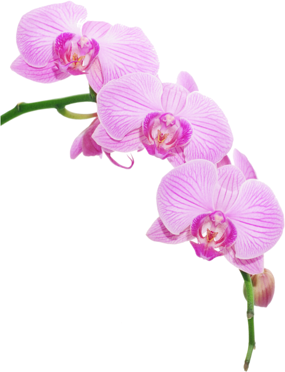Pink Phalaenopsis Orchid Png Clipart (581x800), Png Download