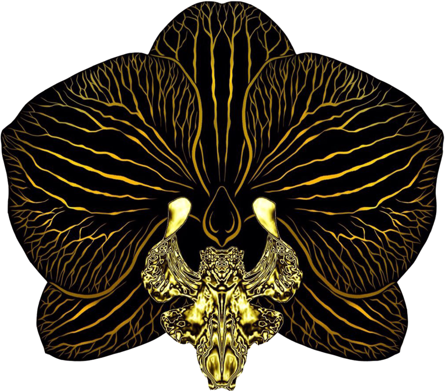 Orchid Png Clipart (1000x918), Png Download