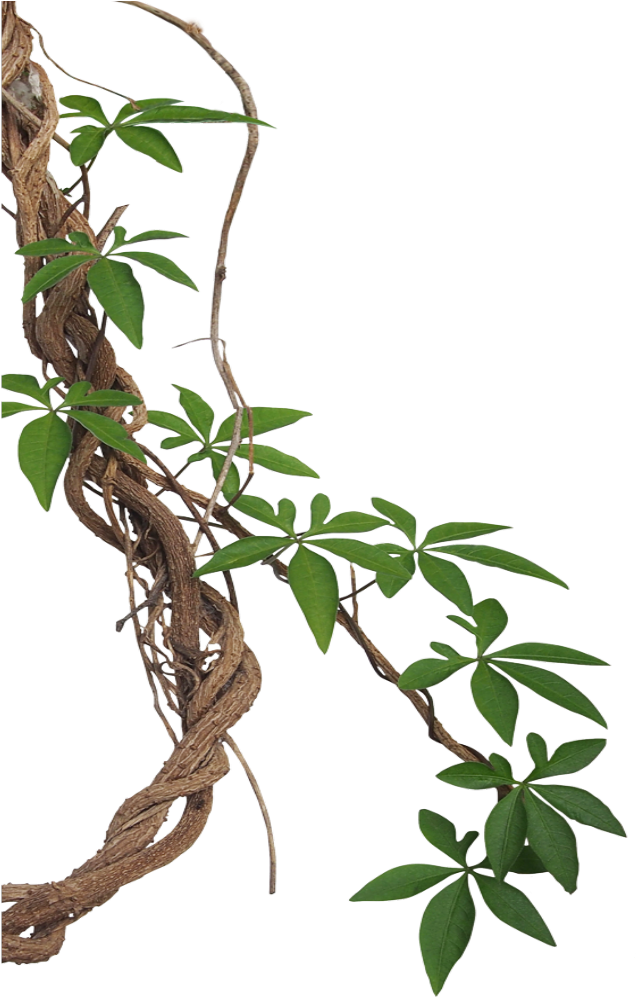 Mq Lian Vines Leaf Border Borders - Liana Clipart (1024x1024), Png Download