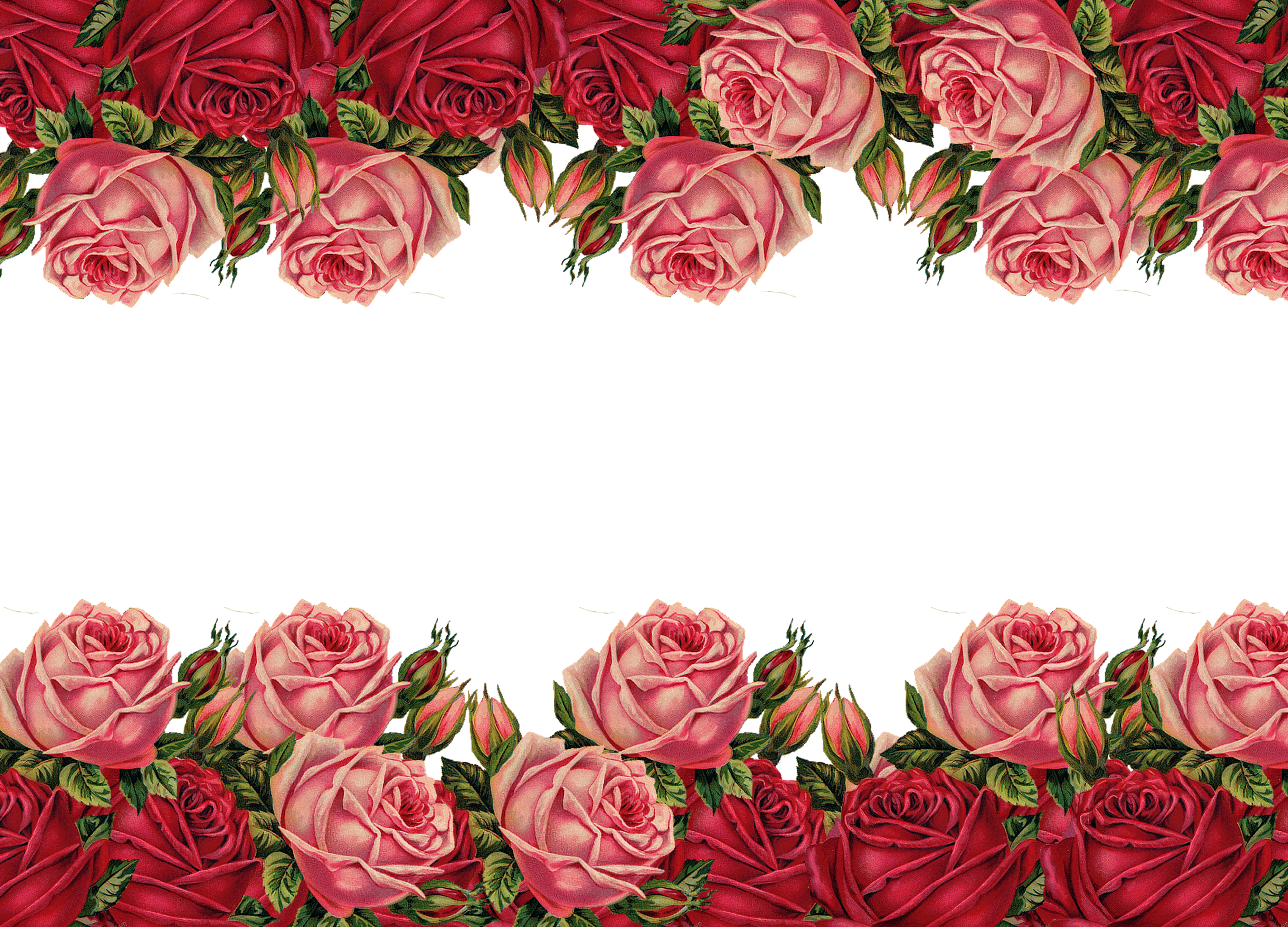Post Navigation - Garden Roses Clipart (4000x2880), Png Download