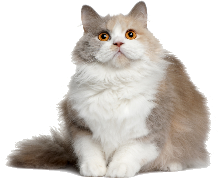 Cat Png File - Semi Long Hair Cats Clipart (1000x827), Png Download