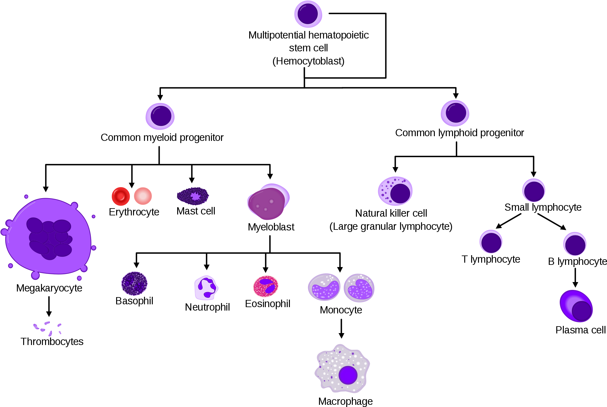Haematopoiesis - Hematopoietic Cells Clipart (2000x1333), Png Download
