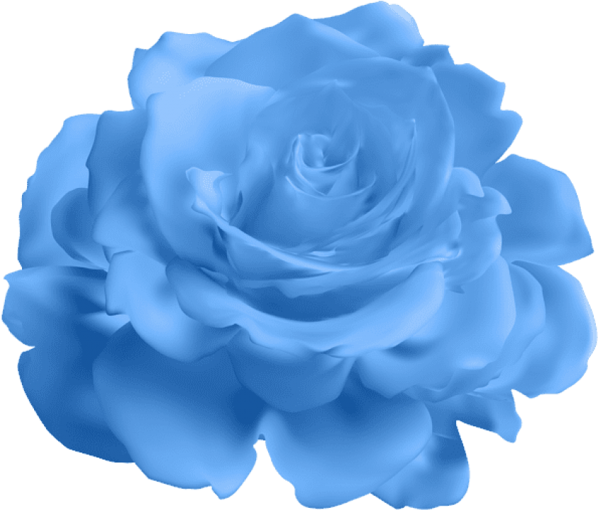 Blue Rose Transparent Png , Png Download Clipart (843x719), Png Download