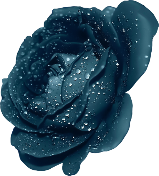 Dark Blue Rose Flower Clipart (540x600), Png Download