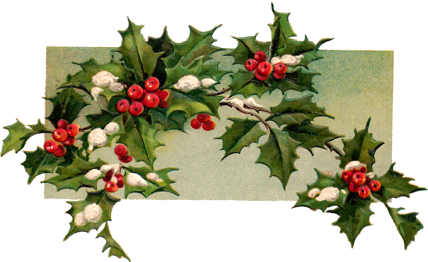 Digital Christmas Holly Download - Hollyleaf Cherry Clipart (1587x1007), Png Download