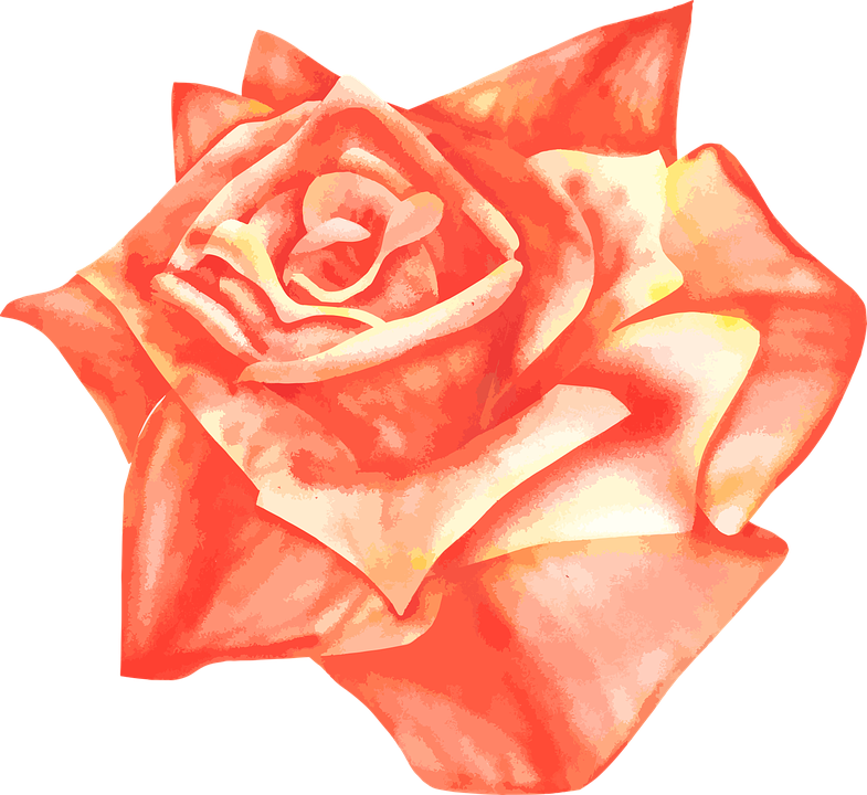 Photo From Pixbay - Flores Color Salmon Png Clipart (785x720), Png Download