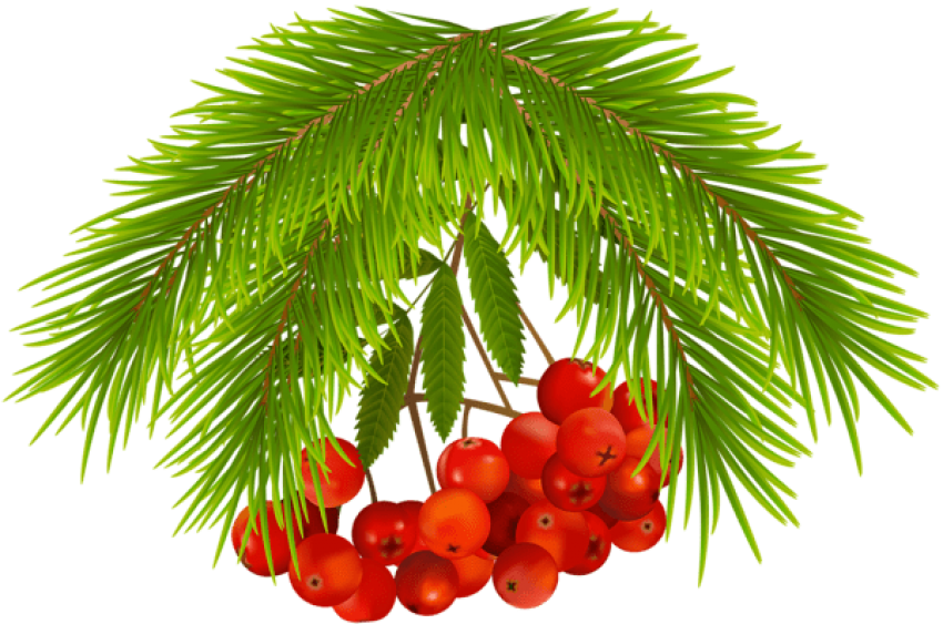 Free Png Christmas Holly Berries Png - Christmas Tree Clipart (850x563), Png Download
