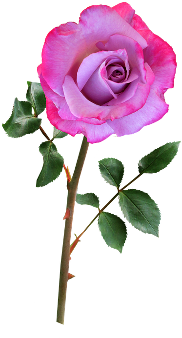 Free Photo Rose Flower Plant Pink Bloom - Flower With Stem Png Clipart (446x720), Png Download