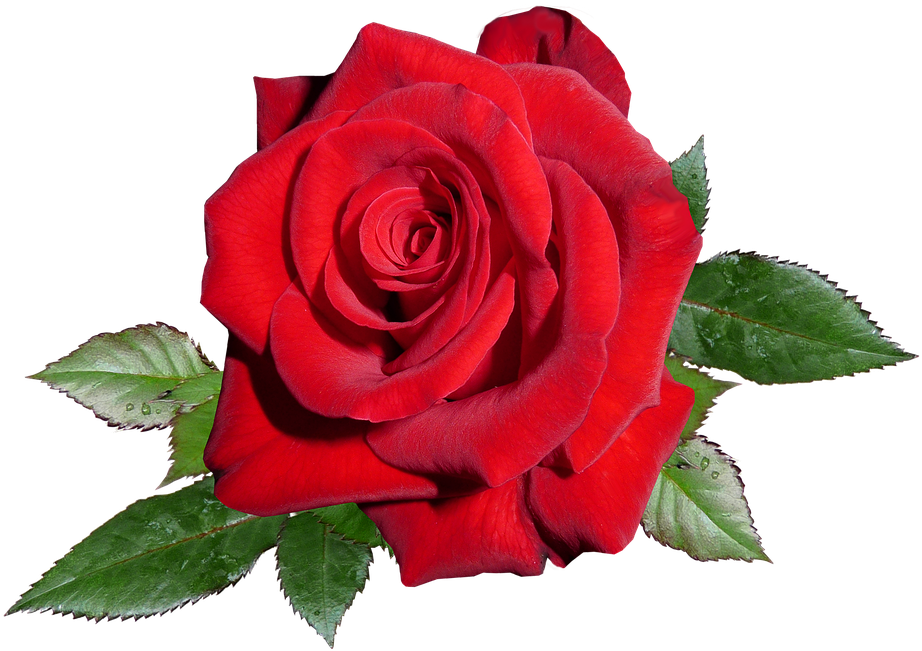 Garden Roses Clipart (960x718), Png Download