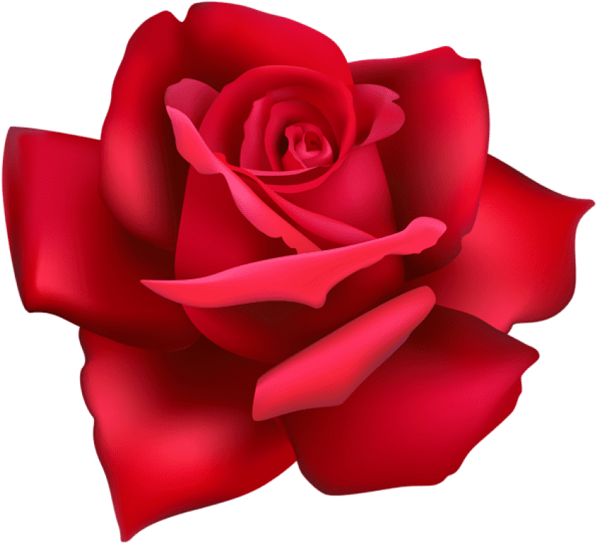 Free Png Download Rose Flower Red Png Images Background - Portable Network Graphics Clipart (850x773), Png Download