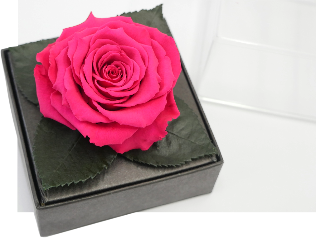 Benefits - Garden Roses Clipart (1013x764), Png Download