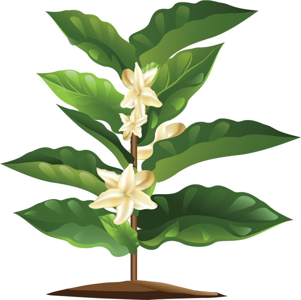 It'll Take About - Flor De Cafe Png Clipart (1020x1020), Png Download