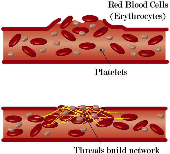 Collection Of Free Cellular Clipart Blood Clot - Children's Miracle Network Hospitals - Png Download (600x581), Png Download