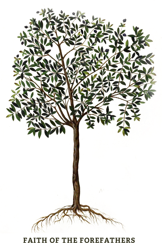 Are There Two “people Of God” Is Israel His “chosen - Olive Tree Israel Logo Clipart (538x820), Png Download