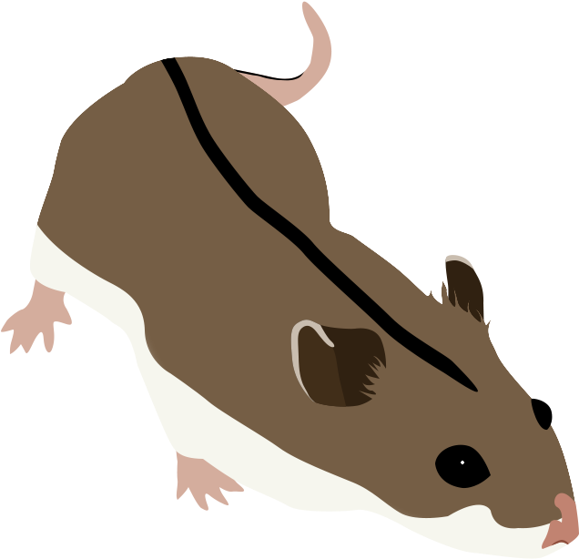 Chinese Hamster - Rat Clipart (664x658), Png Download