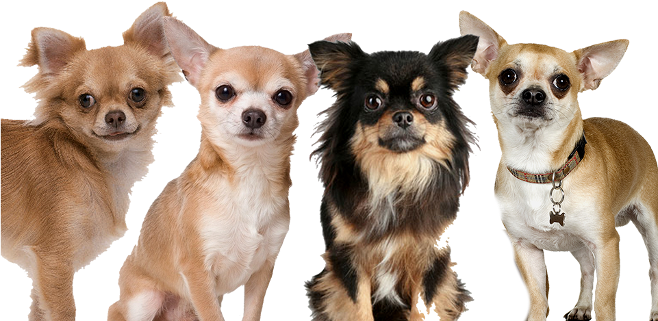 Chihuahua Rescue 38 Free Wallpaper - Group Of Chihuahuas Clipart (960x477), Png Download