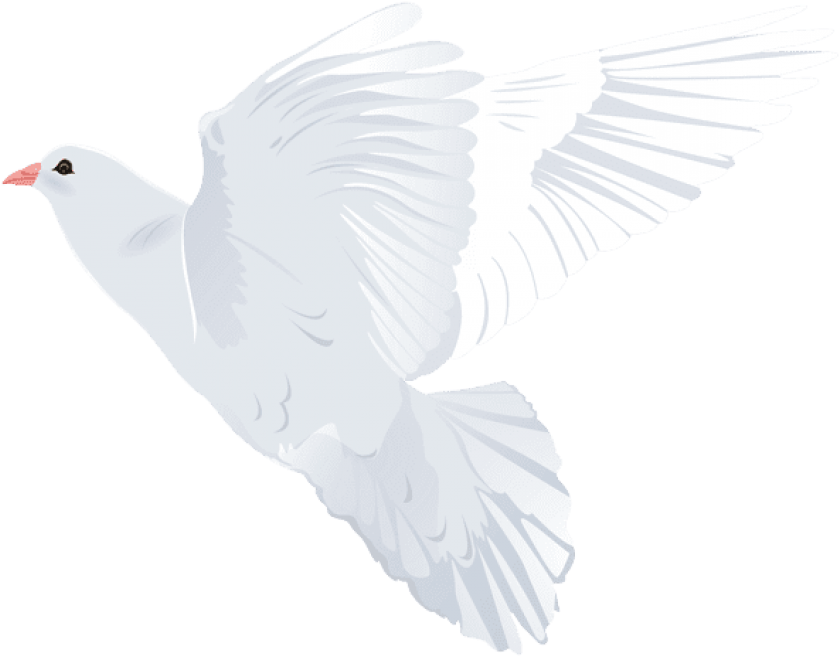 Download White Dove Transparent Png Images Background - Rock Dove Clipart (850x663), Png Download
