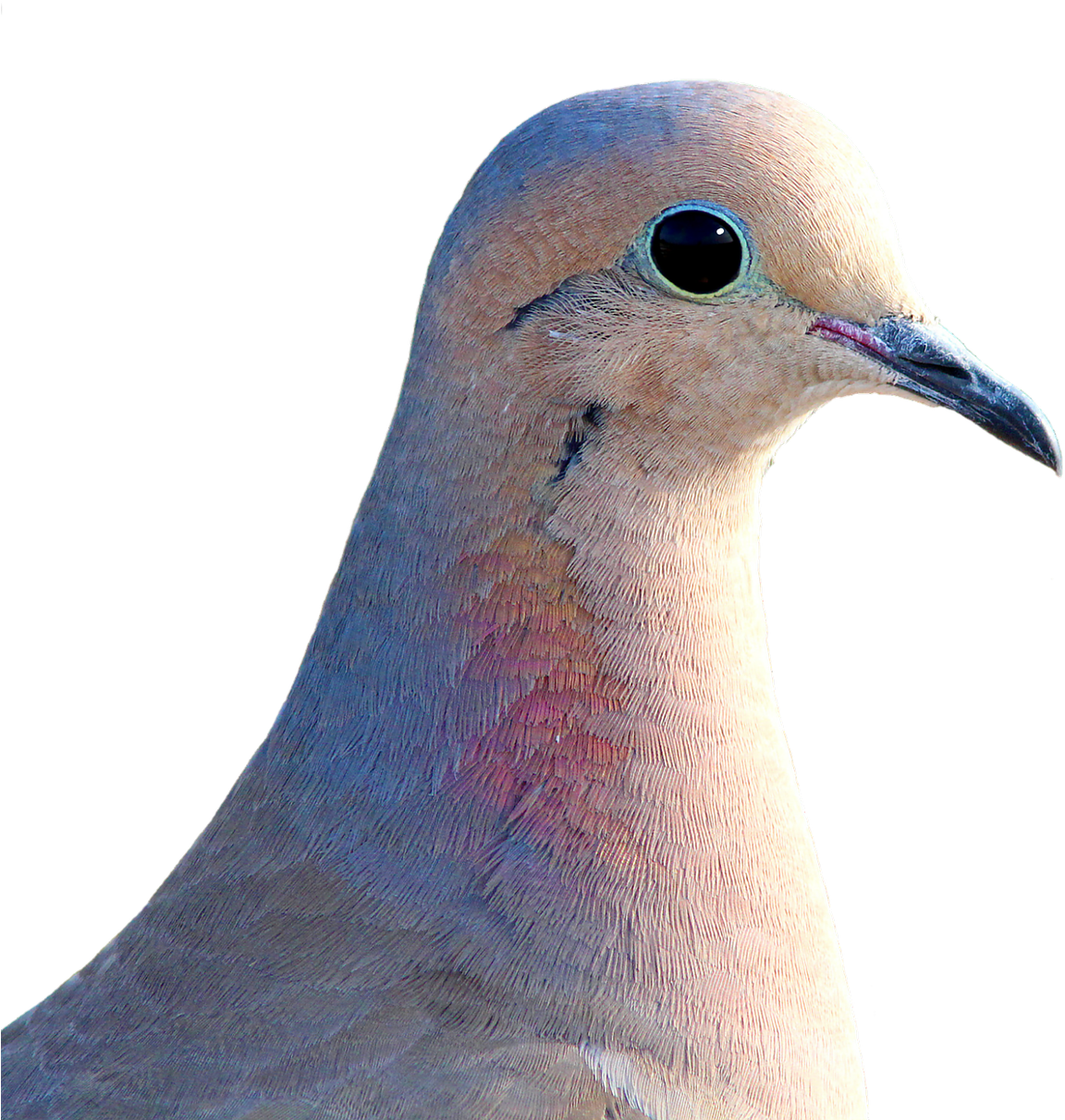 Dove City Pigeon Collared Clipart (1152x1211), Png Download