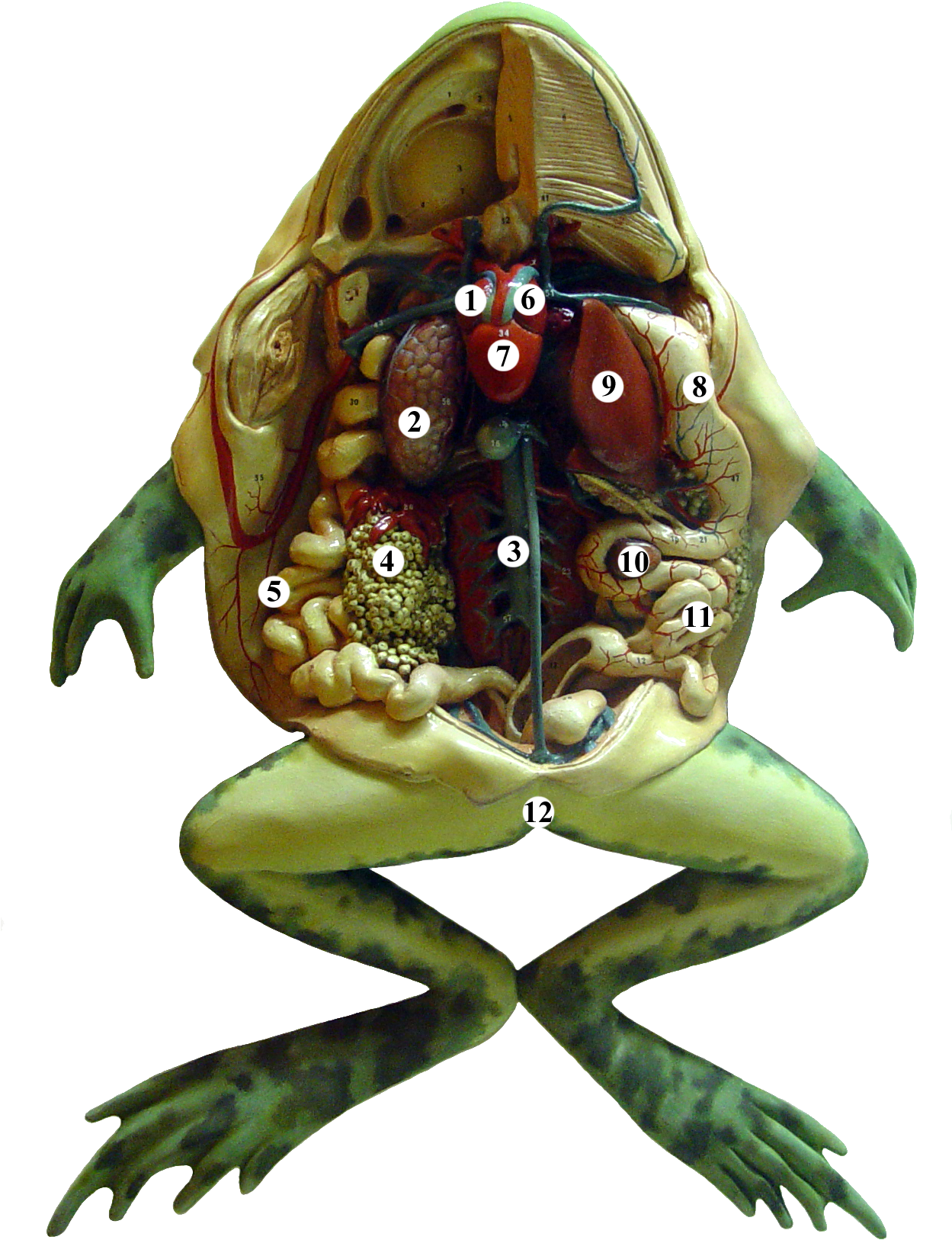 Frog Anatomy Tags - Anatomy Of A Frog Clipart (970x1296), Png Download