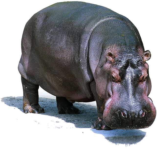 Hippo Png Pic - Kudanil Png Clipart (784x662), Png Download