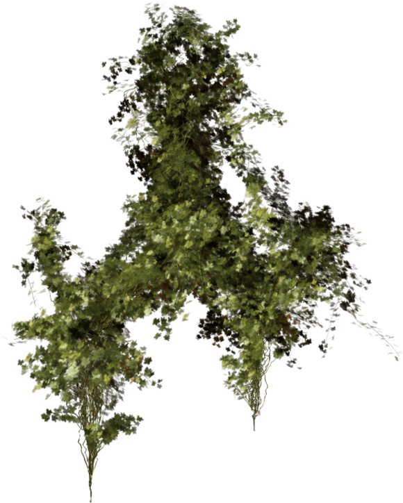 Thumb Image - Végétation Png Clipart (600x788), Png Download