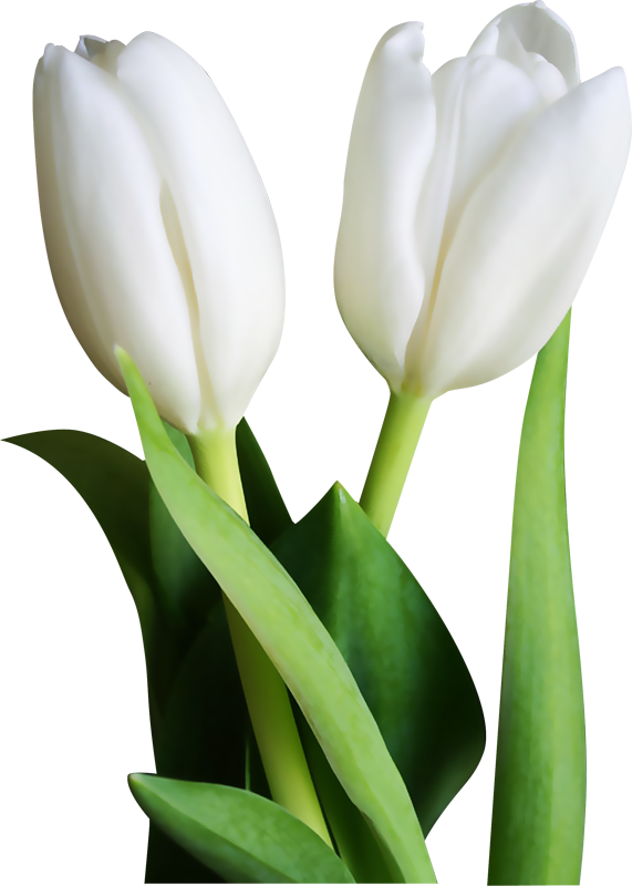 571 X 800 3 - Tulips Clipart (571x800), Png Download