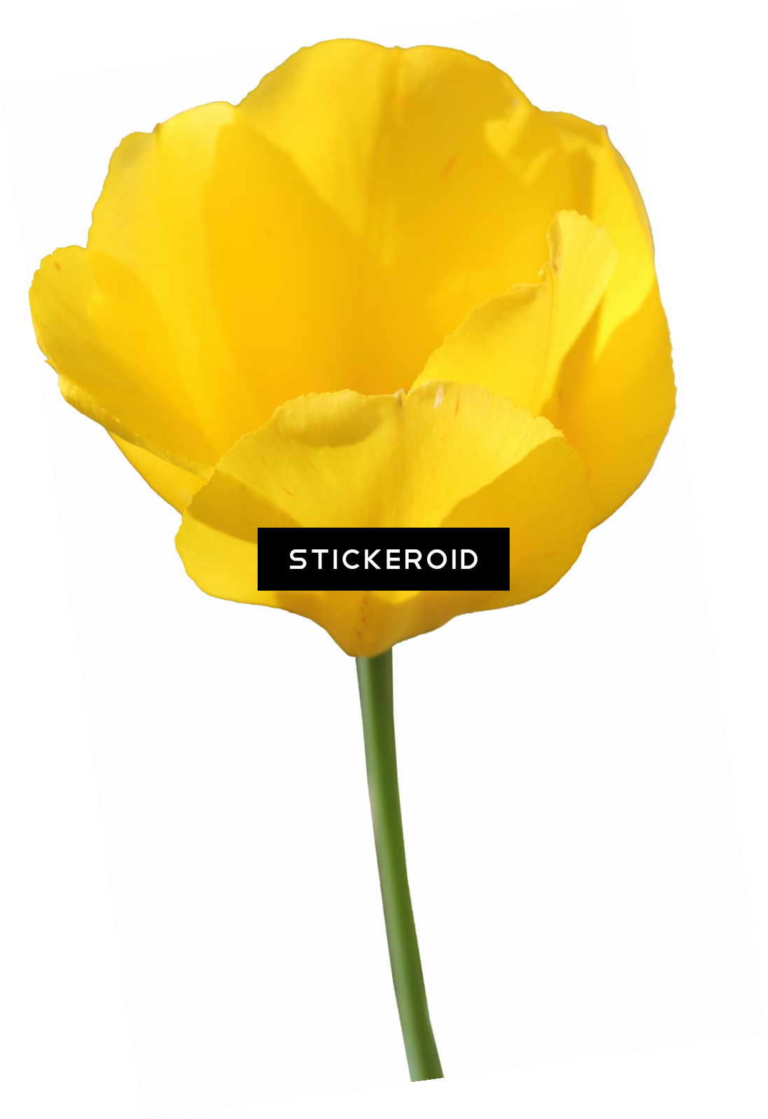 Yellow Tulip Flowers Clipart (1097x1597), Png Download