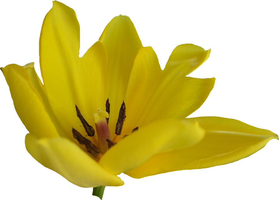 Tulip Flower Free Png Transparent Images Free Download - Portable Network Graphics Clipart (900x645), Png Download