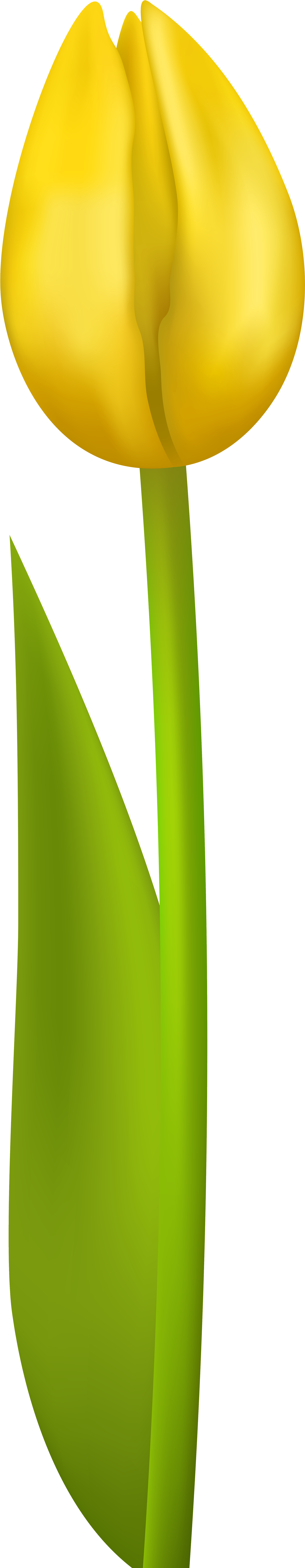 Tulip Flower Yellow Clip Art - Tulip Clipart Transparent Background - Png Download (510x1600), Png Download