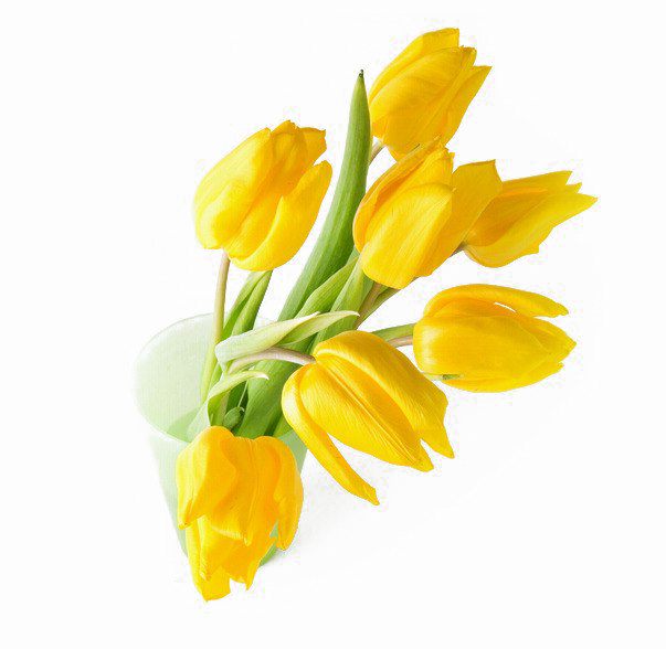 Yellow Tulip Png Transparent Image - Tulip Clipart (603x588), Png Download
