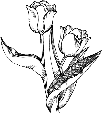 573 X 549 5 - Tulip Transparent Black And White Clipart (573x549), Png Download