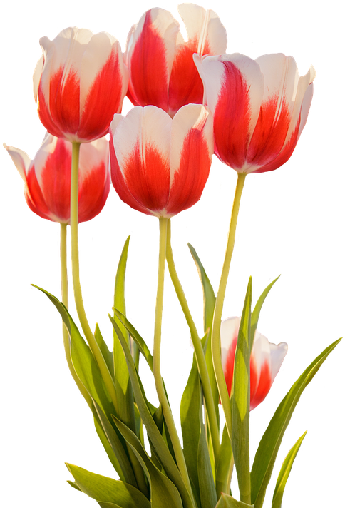 Gambar Bunga Tulip Mekar Clipart (508x720), Png Download