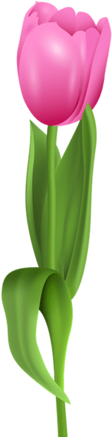 Free Png Download Pink Tulip Png Images Background - Tulip Clipart (480x1746), Png Download