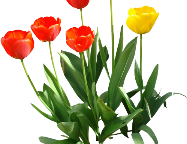 Tulip Png Transparent Images - Tulip Png Transparent Clipart (640x480), Png Download