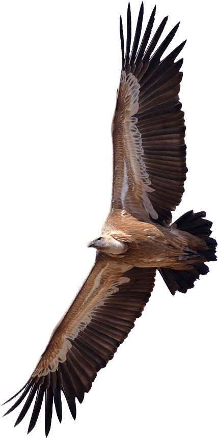 Vulture - Vulture Png Clipart (436x870), Png Download
