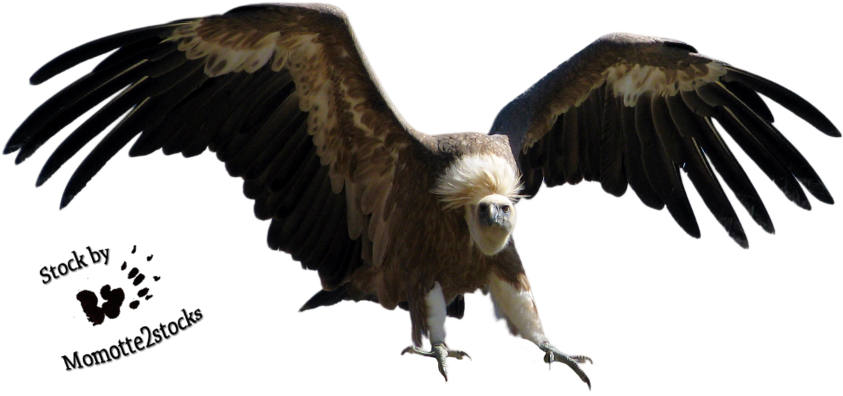 The Vulture Png - Vulture Png Clipart (1231x649), Png Download