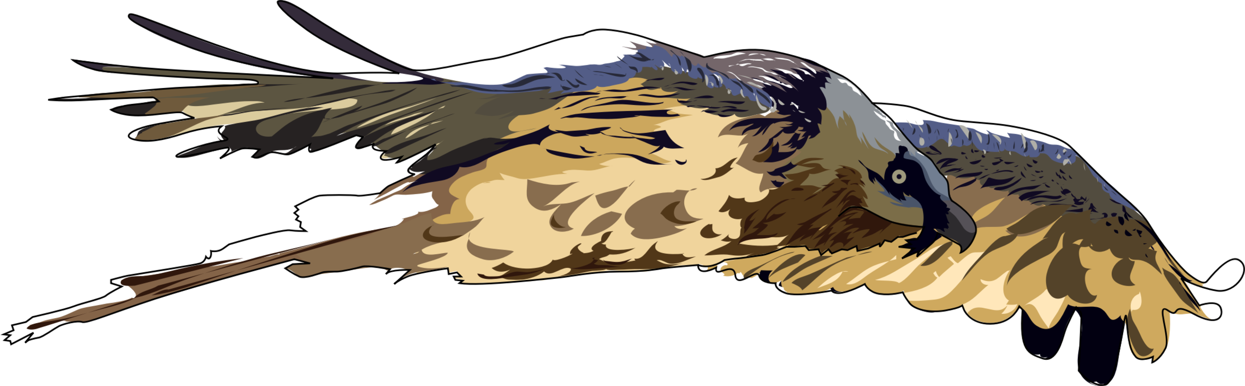 Bald Eagle Hawk Bearded Vulture Bird Clipart (2420x750), Png Download
