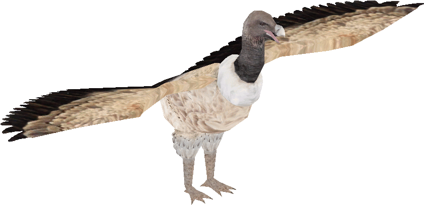 Indian Vulture , Png Download - Turkey Clipart (840x407), Png Download