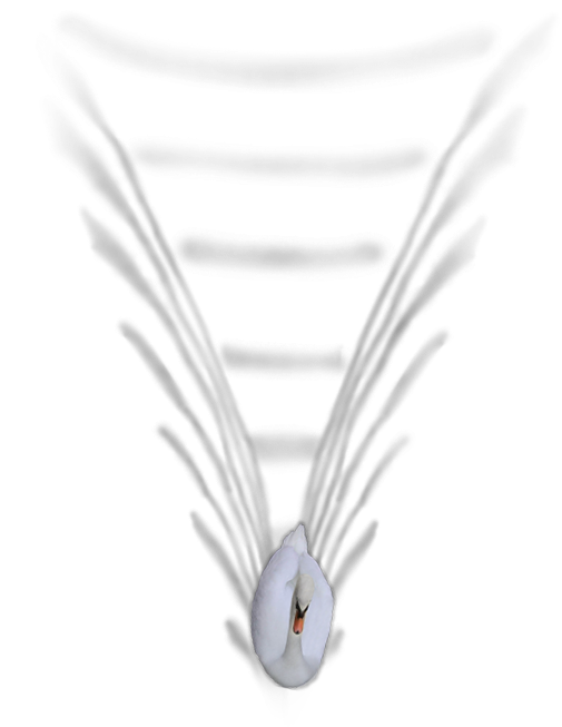 24 Mar 2009 - Rock Dove Clipart (506x755), Png Download