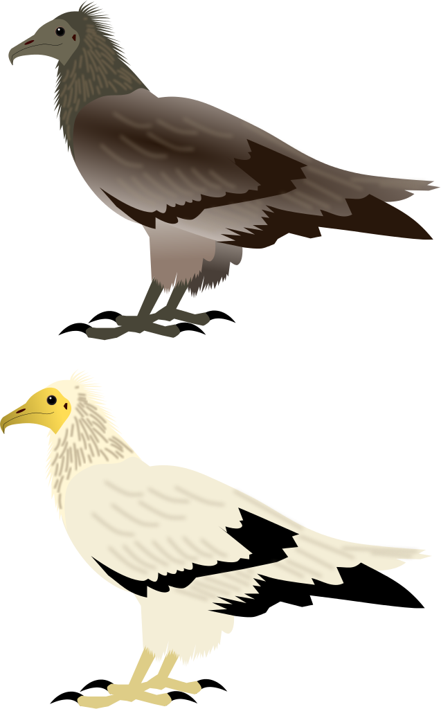 File - Egyptian Vulture - Svg - European Herring Gull Clipart (637x1024), Png Download