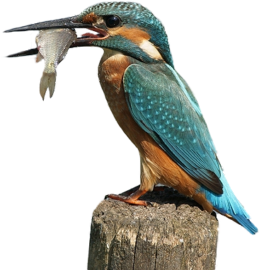 Kingfisher Transparent Images Png - King Fisher Png Clipart (720x480), Png Download
