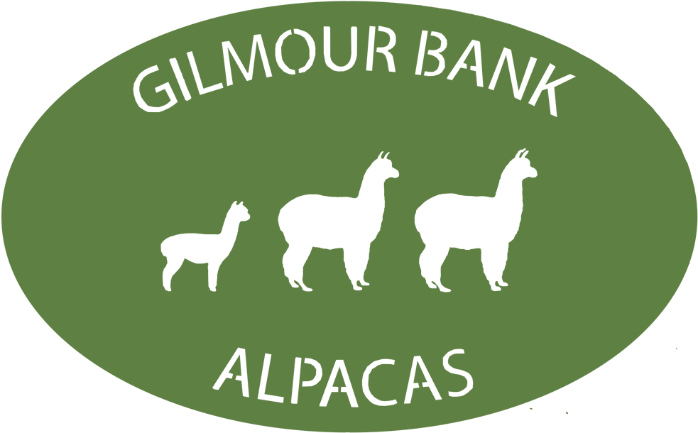 Gilmour Bank Alpaca - Llama Clipart (1000x620), Png Download