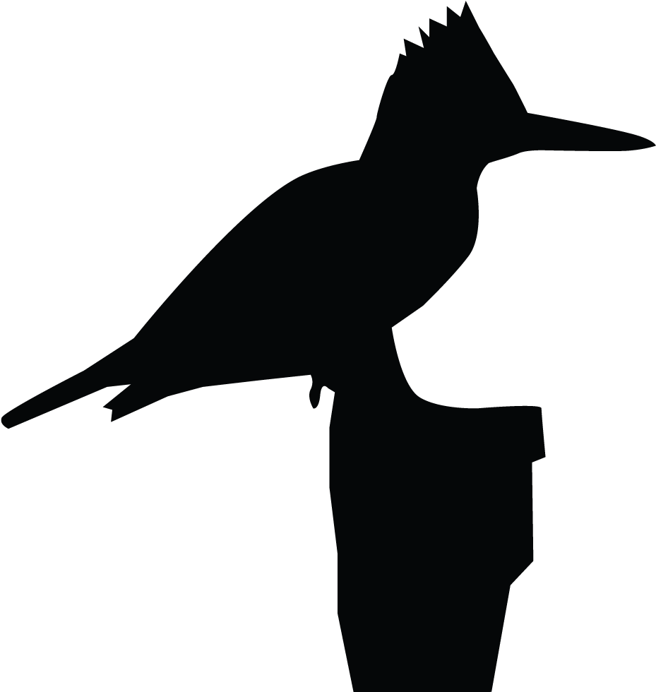 Belted Kingfisher - Belted Kingfisher Clipart - Png Download (1024x1024), Png Download
