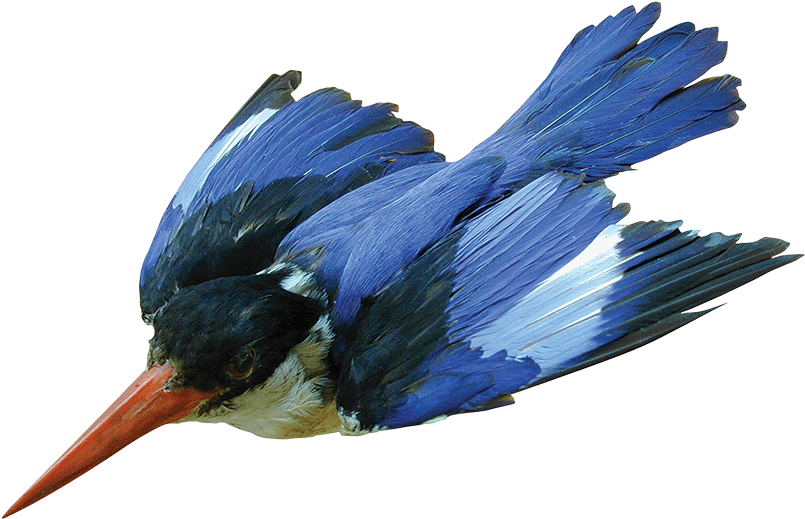 This Week's What's On The Van Comes From Malgosia Nowak-kemp, - Belted Kingfisher Clipart (805x519), Png Download